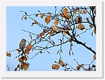 urpiaiset Common Redpoll 8808 * 800 x 581 * (423KB)